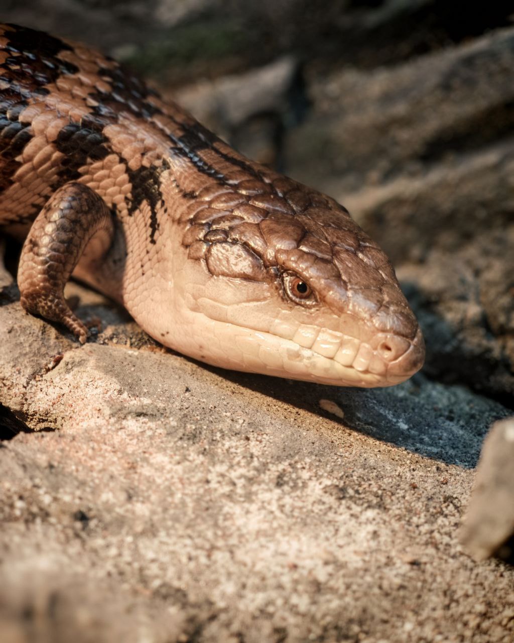 Брюш - Синеязыкий сцинк