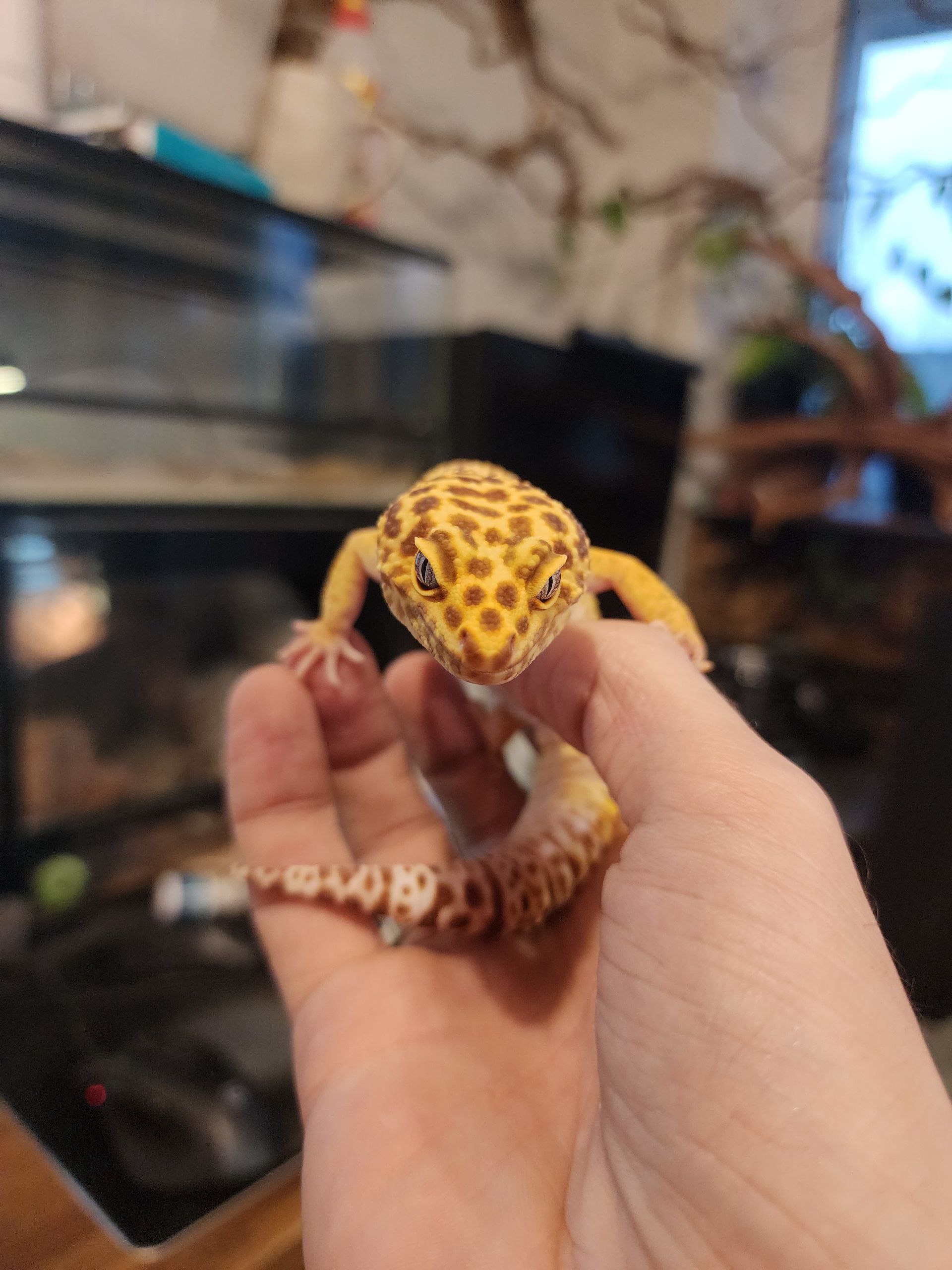 Френсис - Пятнистый эублефар