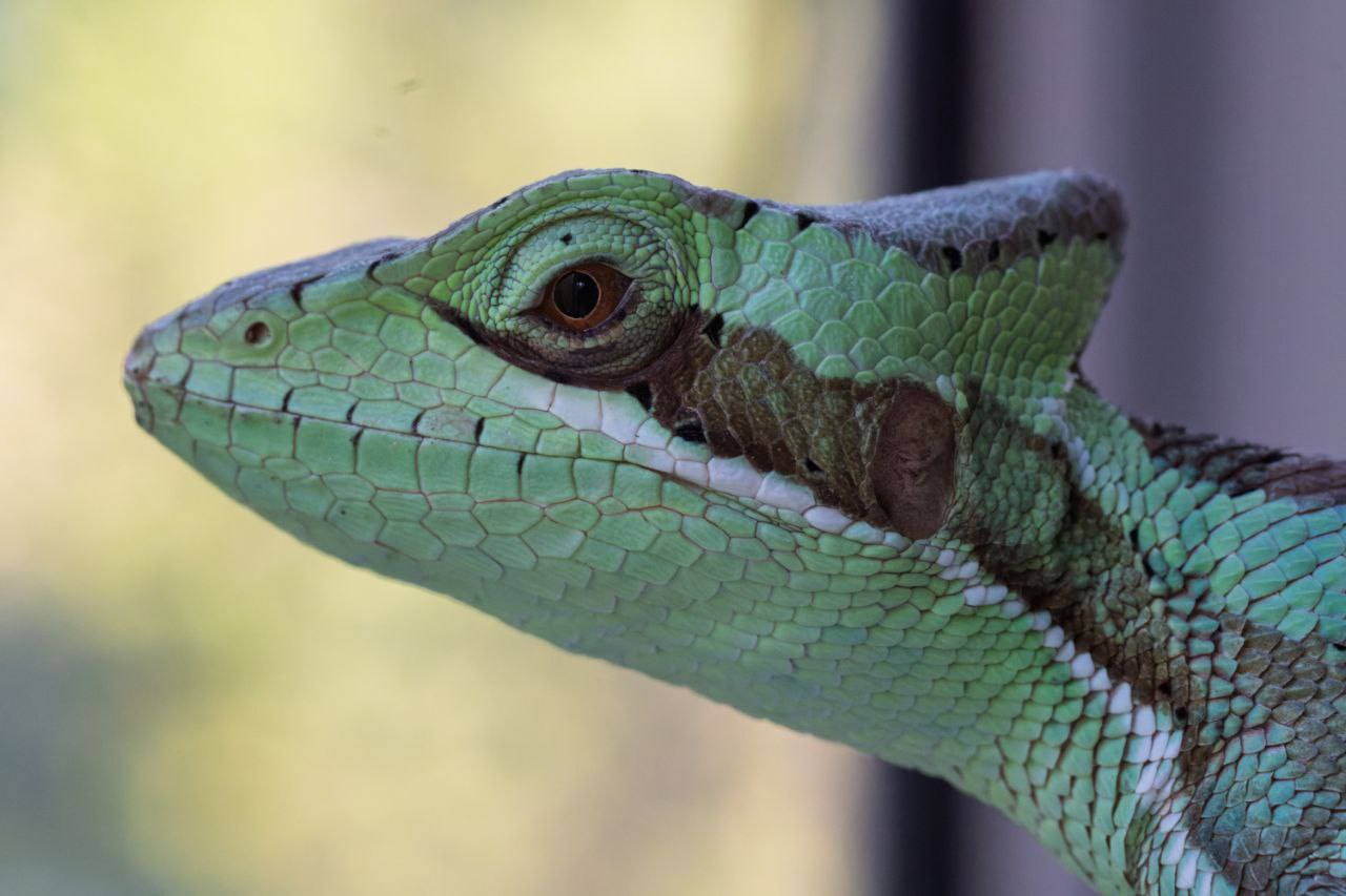 Гадя - Каскоголовая игуана