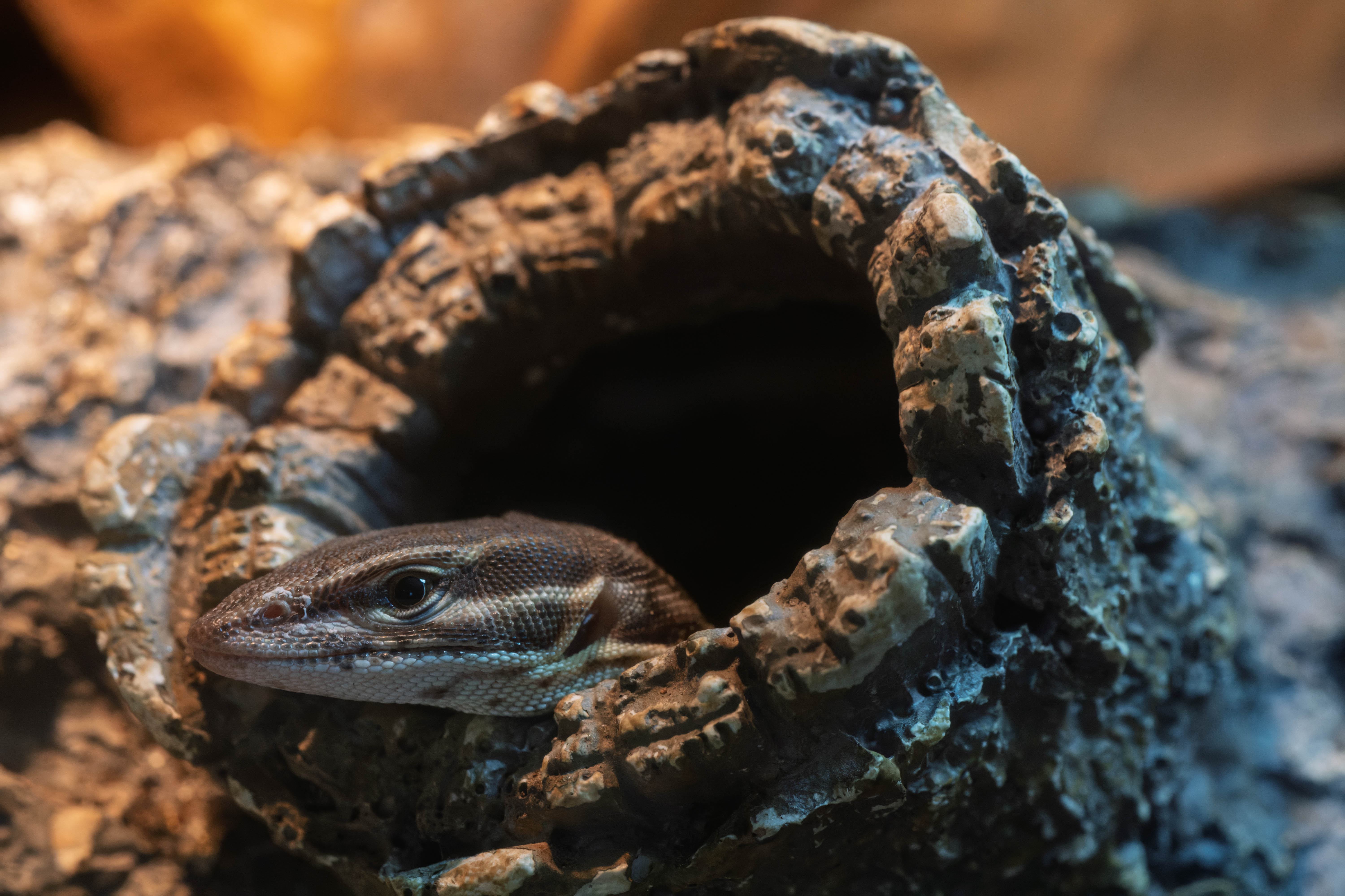 Гугл - Кольцехвостый варан