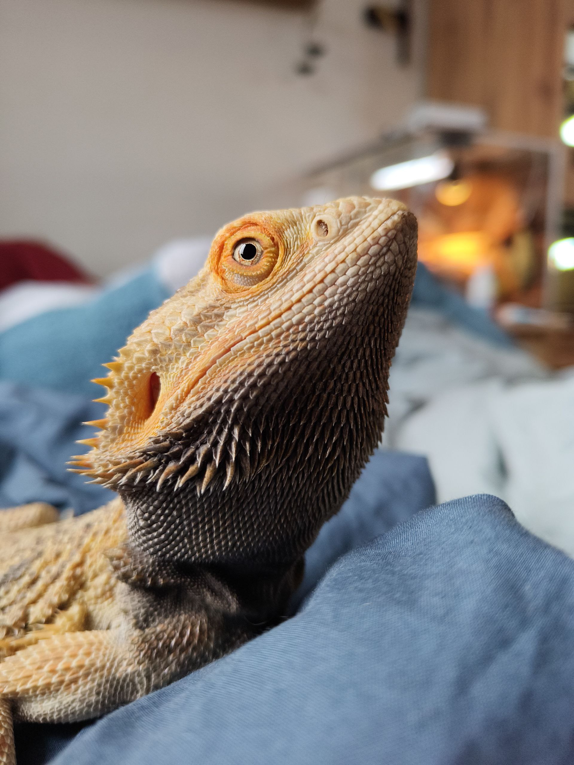 Грег - Бородатая агама