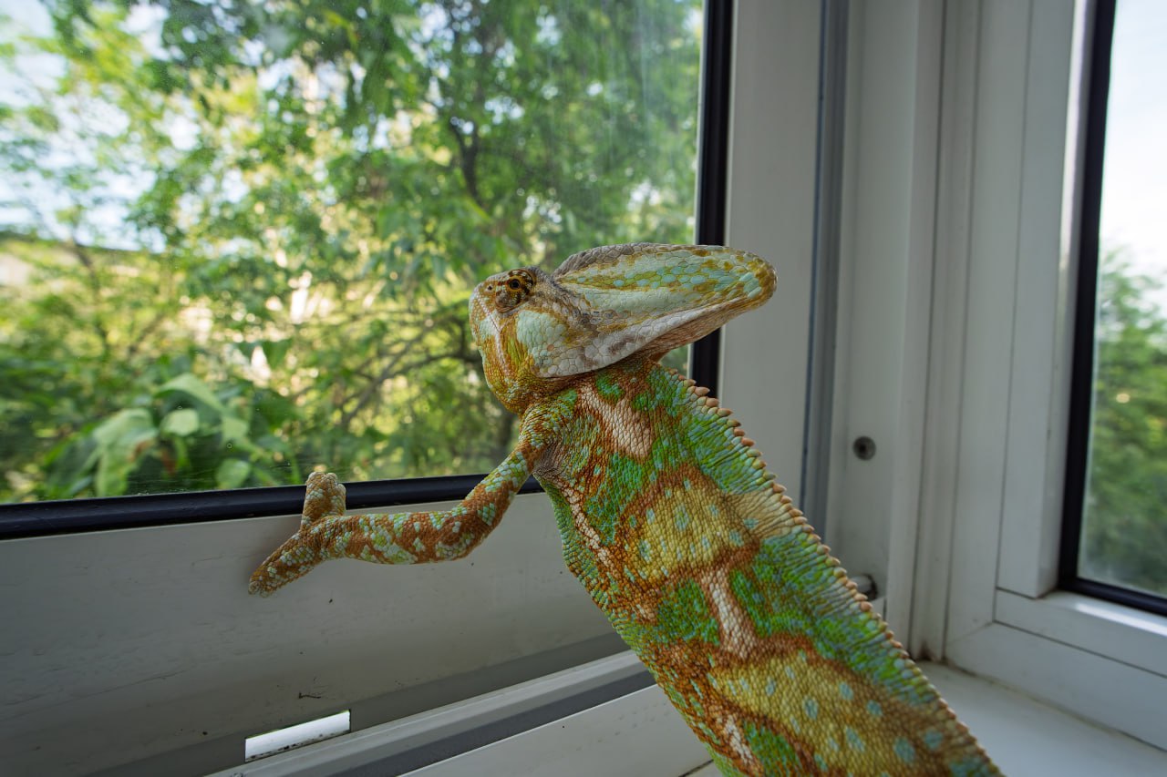 Йозеф - Йеменский хамелеон