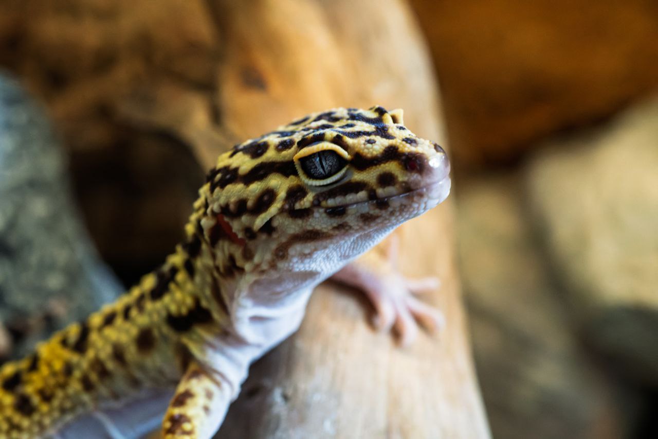 Джун - Иранский эублефар