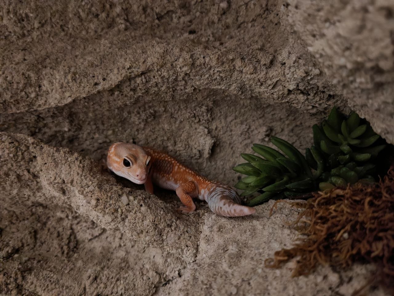 Лето - Гемитеконикс