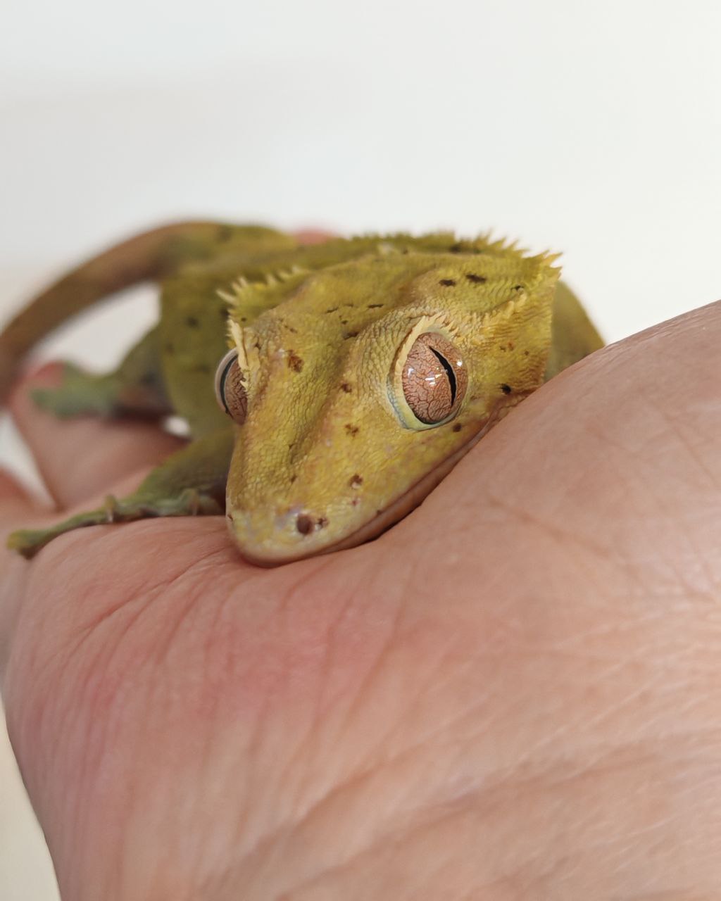 Йода - Реснитчатый бананоед